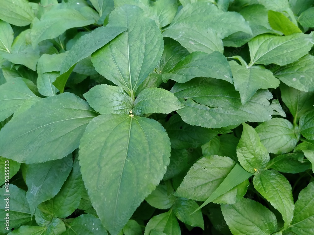 Wild plants (Cornus canadensis L) that grow in the yardSynedrella is a genus of flowering plants in the sunflower family Wild plants (Cornus canadensis L) that grow in the yardSynedrella is a genus of flowering plants in the sunflower family