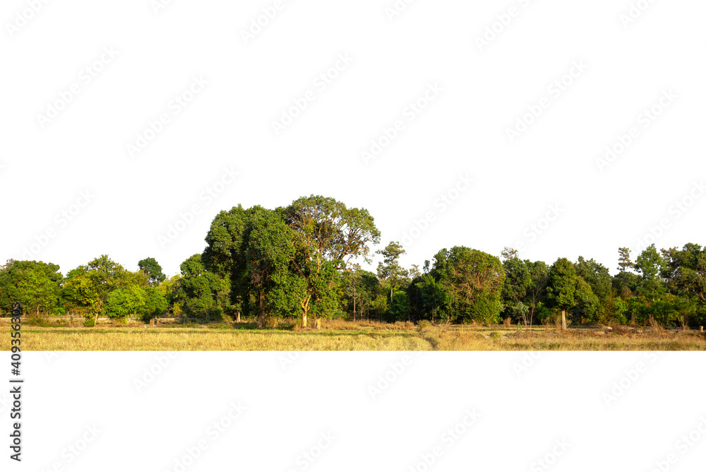 Fototapeta premium View of a High definition Treeline isolated on a white background, Green trees, Forest and foliage in summer.