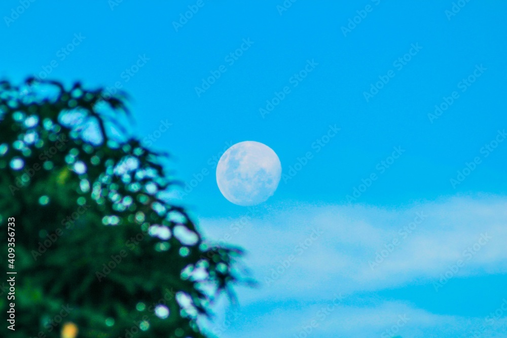 Naklejka premium moon and tree