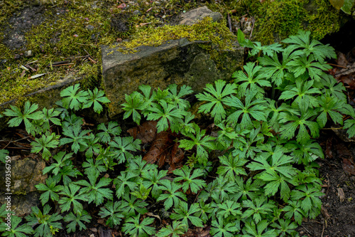 ivy on the mossy log