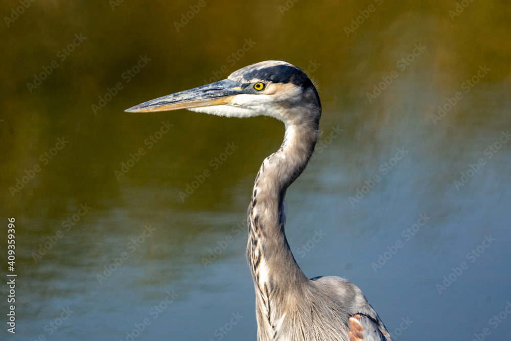 great blue heron great blue heron