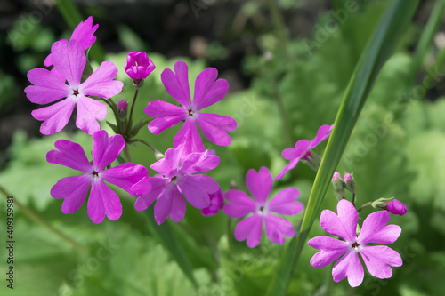 Flowers in the garden. Lilac spring primroses with pale green leaves. Close-up. Garden primroses 