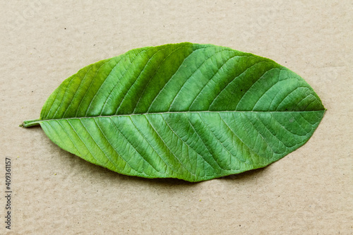 Obraz na plátně Top view of a vibrant green leaf on a paperboard