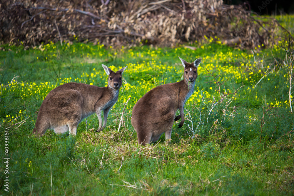 Some shy Western Grey kangaroos  macropus fuliginosus grazing in the green grassy field near Australind , Western Australia on a cloudy afternoon in spring  are a popular Australian icon.