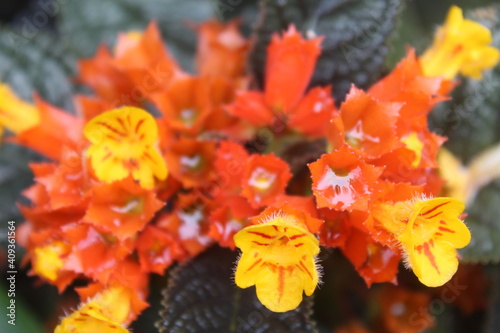 Chrysothemis pulchella (also known as sunset bells, black flamingo, copper leaf or simply chryothemis photo