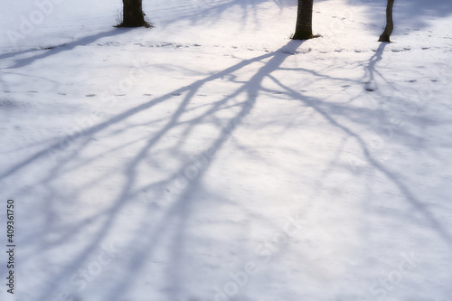 木の影が美しい雪深い森の風景