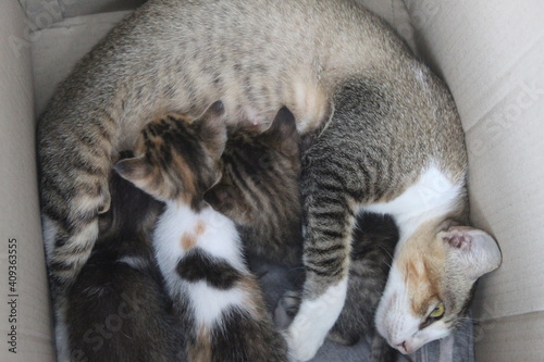 The cat feeds its kittens in cardboard