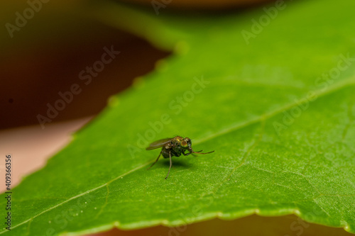 fly on leaf © Dragan