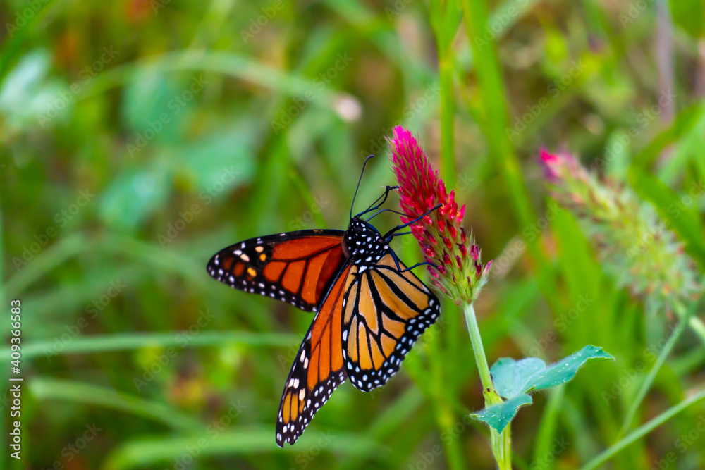 Fototapeta premium Monarch butterflies 
