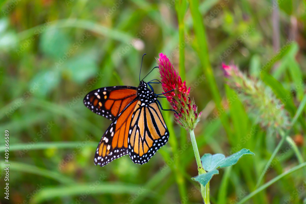 Fototapeta premium Monarch butterflies 
