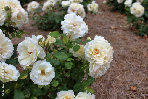 White Roses