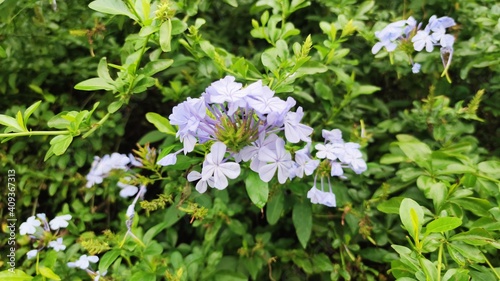forget me not flowers