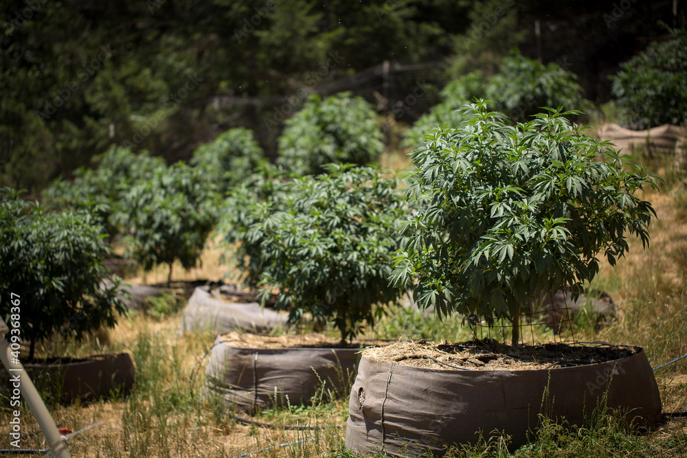 Close up of the weed and Cannabis Farm Industry Close up of the weed and Cannabis Farm Industry