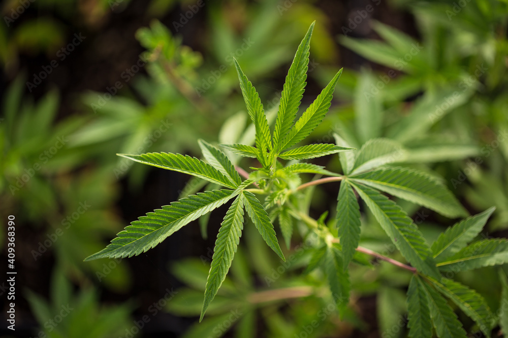 Close up of the weed and Cannabis Farm Industry Close up of the weed and Cannabis Farm Industry