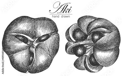 drawing of aki fruit. vector illustration in hand drawn style. aki sketch isolated on white background photo