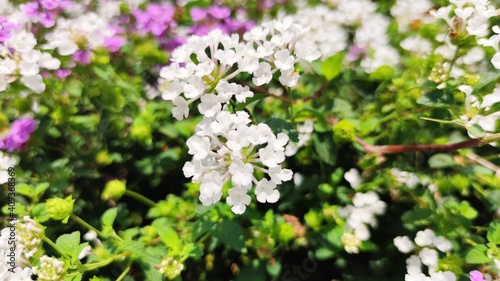 flowers in the garden