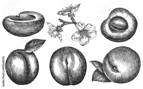 apricot. hand drawing vegetables. vector illustration. sketch.