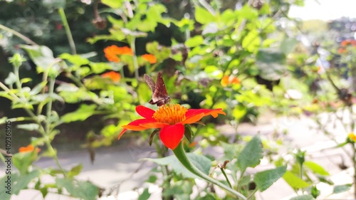 red poppy flower
