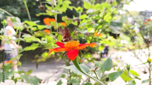 butterfly on flower