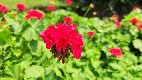red flowers in the garden
