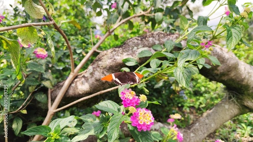 butterfly on a flower