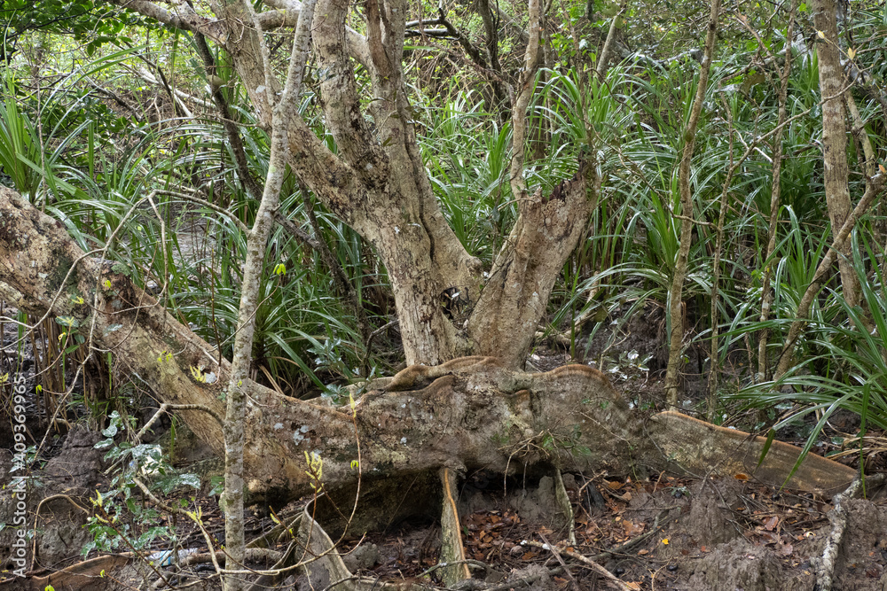 Obraz premium サキシマスオウノキ