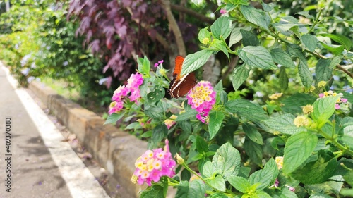 butterfly on a flower