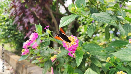 butterfly on a flower