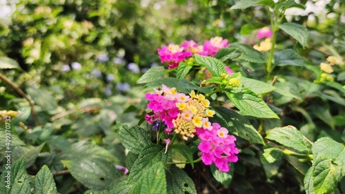 flowers in garden