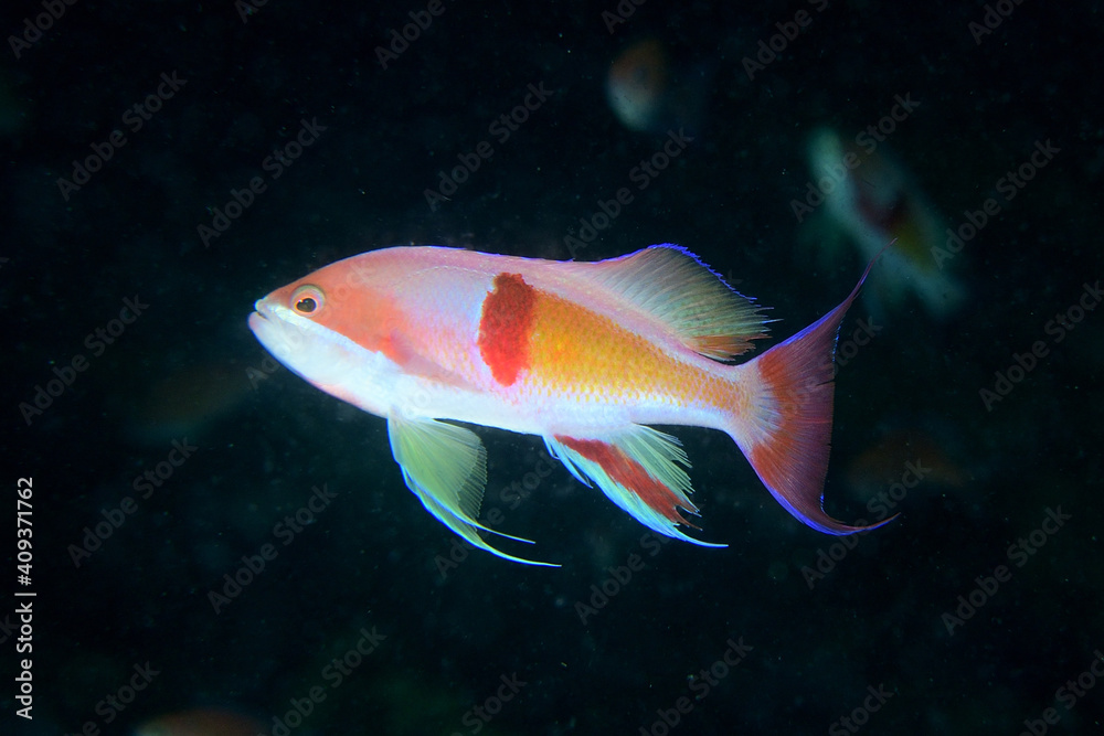 Obraz premium アカオビハナダイのオス