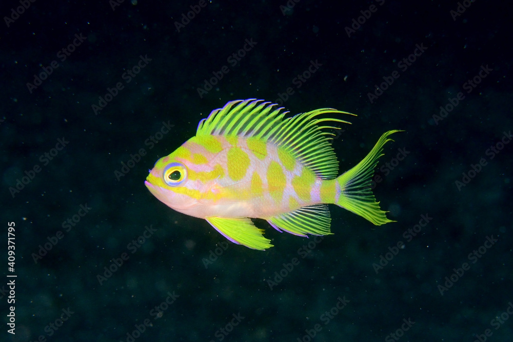 マダラハナダイ