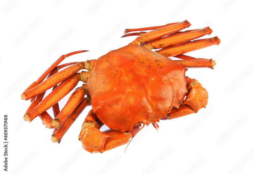 single steamed red crab isolated on white background single steamed red crab isolated on white background