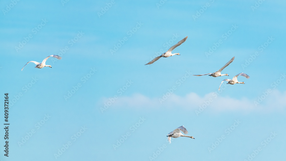 A flock of swans in flight