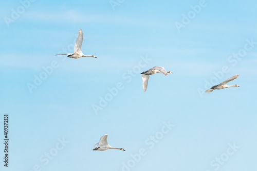 A flock of swans in flight
