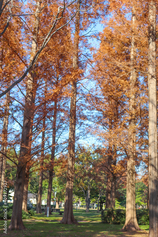 秋 森 メタセコイヤ 紅葉 公園 美しい 幻想的 きれい