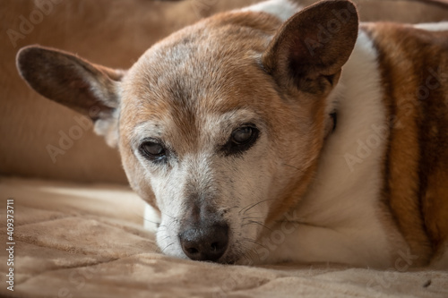 A senior Jack Russell Terrior relaxes on a couch.