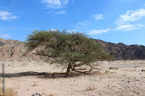 Acacia tree Acacia raddiana in Sinai © Nina