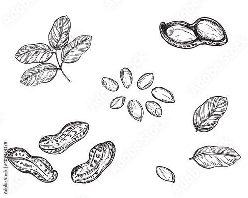 Hand drawn sketch black and white of peanut, leaf, seeds, shell. Vector illustration. Elements in graphic style label, card, sticker, menu, package. Engraved style illustration.