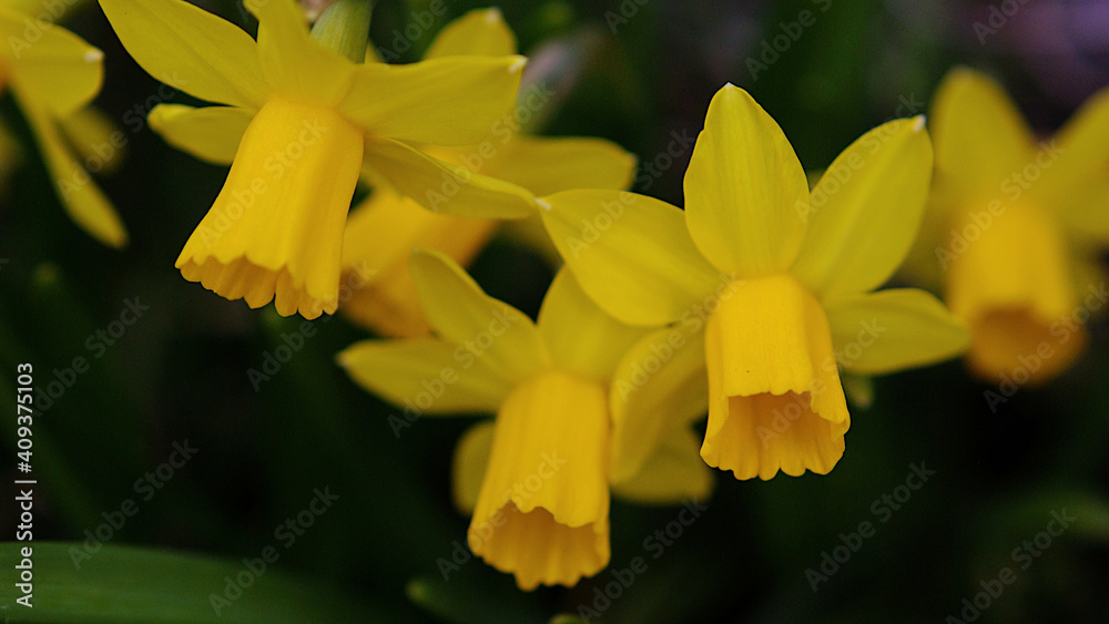 Fototapeta premium yellow daffodil flowers