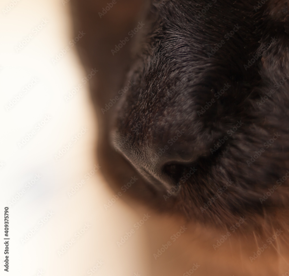Old cat breed Old cat breed