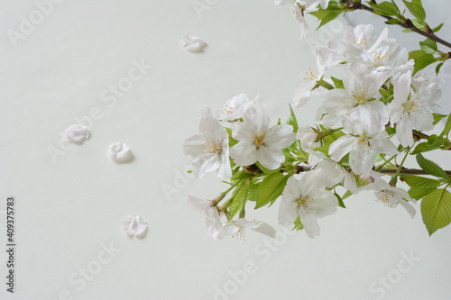 桜の花  © tamayura39