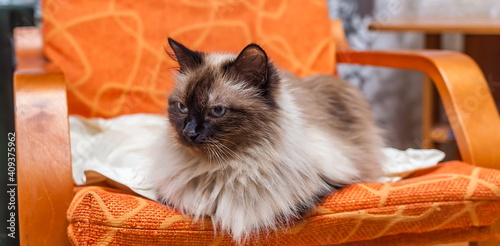 Canvas Print Cat breed Neva masquerade sitting chair closeup