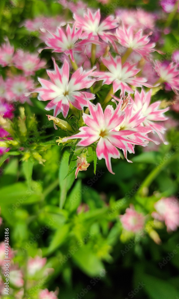 Obraz premium pink and white flower