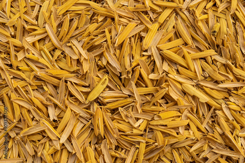 Bright yellow rice husk, rice husk background Beautiful rice husk texture
