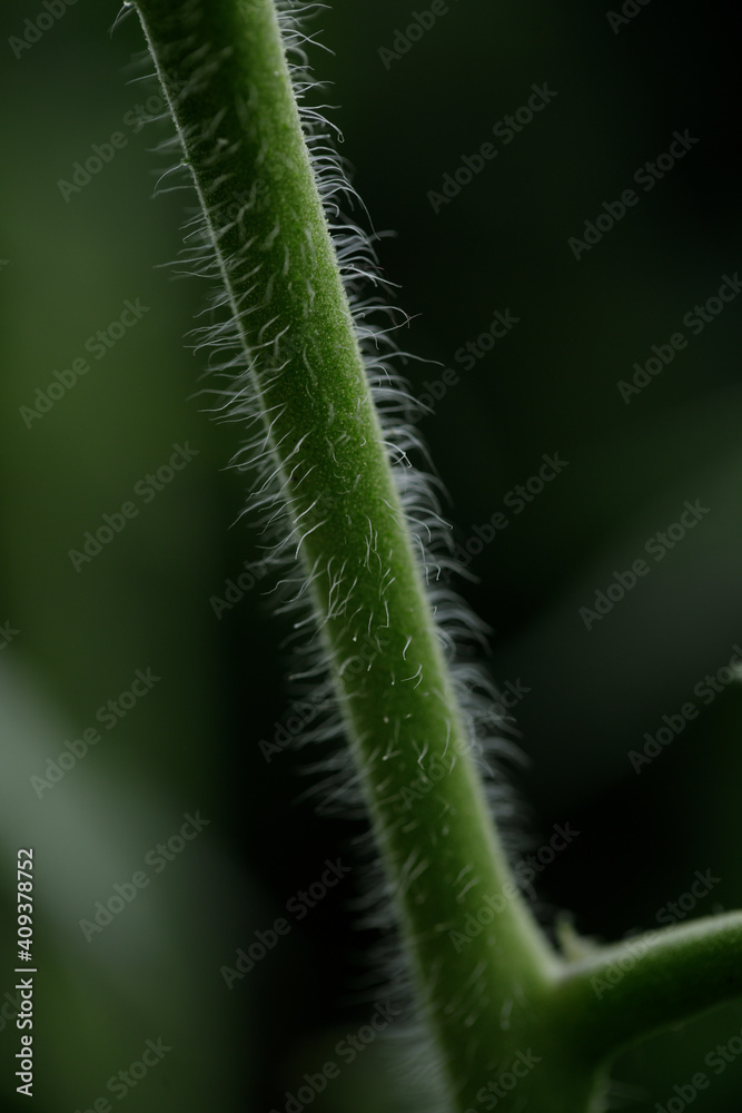 closeup shoot of tomato tree