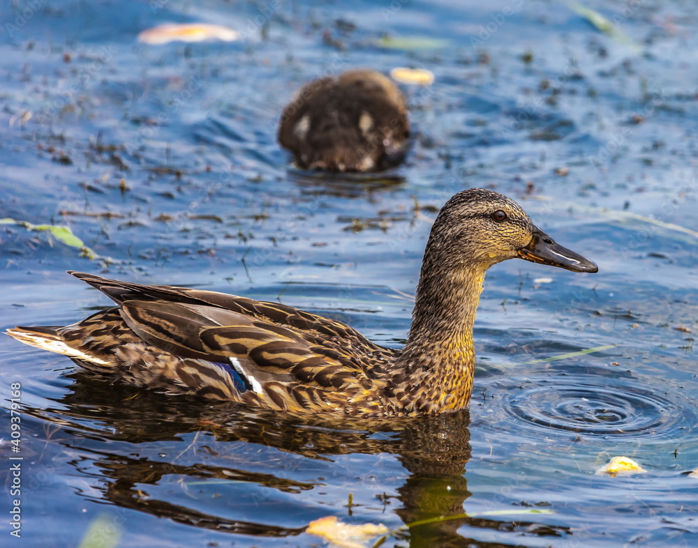 Bird wild duck with ducklings on the water pond in the summer Bird wild duck with ducklings on the water pond in the summer