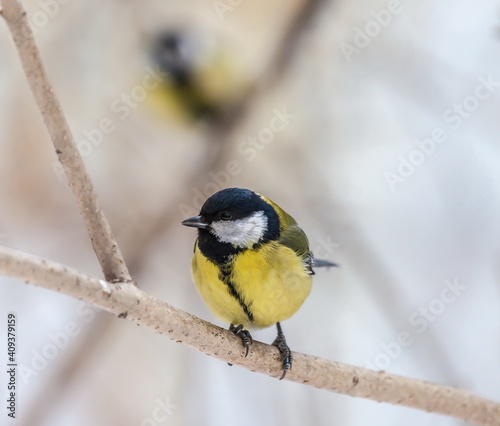 Bird chickadee on branch in autumn woods