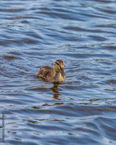 Duck wild on a pond water in the summer © Александр Коликов