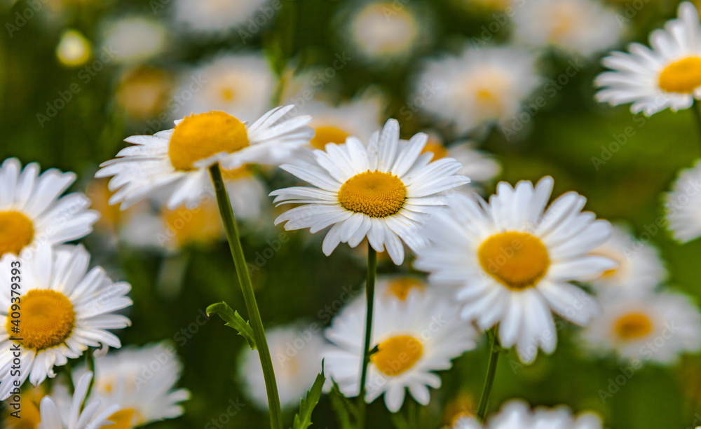 Daisy flowers garden closeup