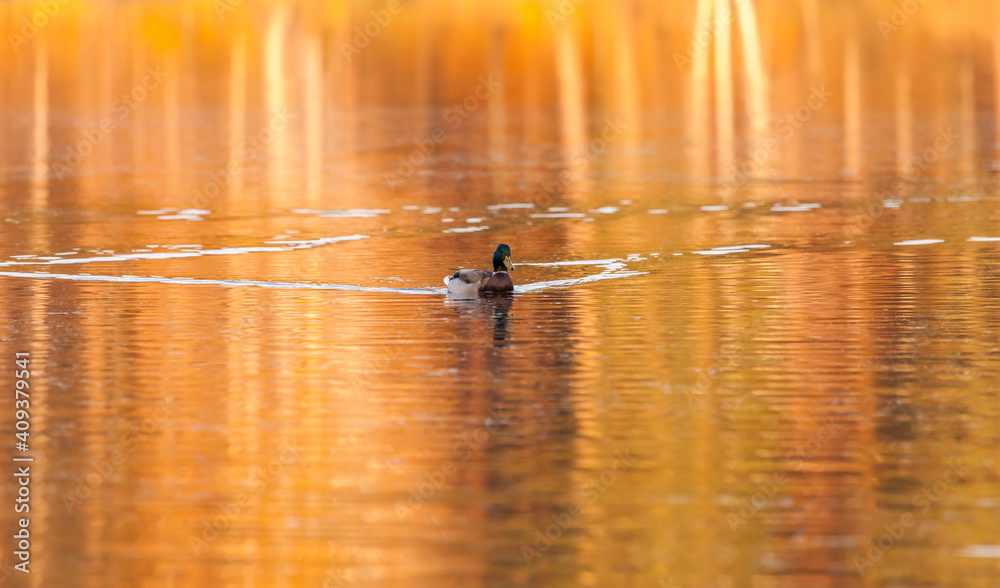 Ducks in the autumn pond Ducks in the autumn pond